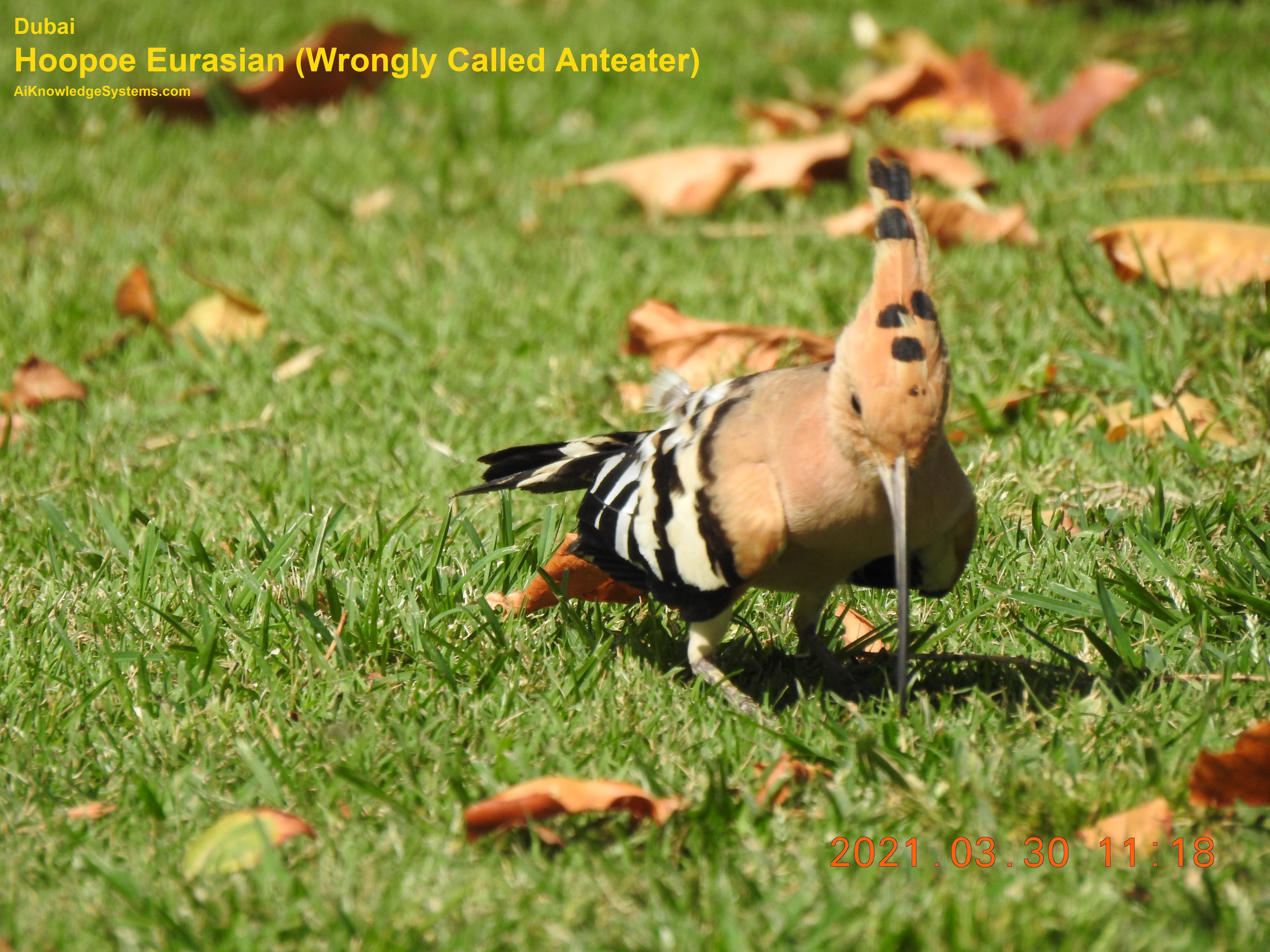 Hoopoe Eurasian (15) Coming Soon